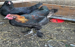 Chickens poultry for sale: French copper maran - Image 2