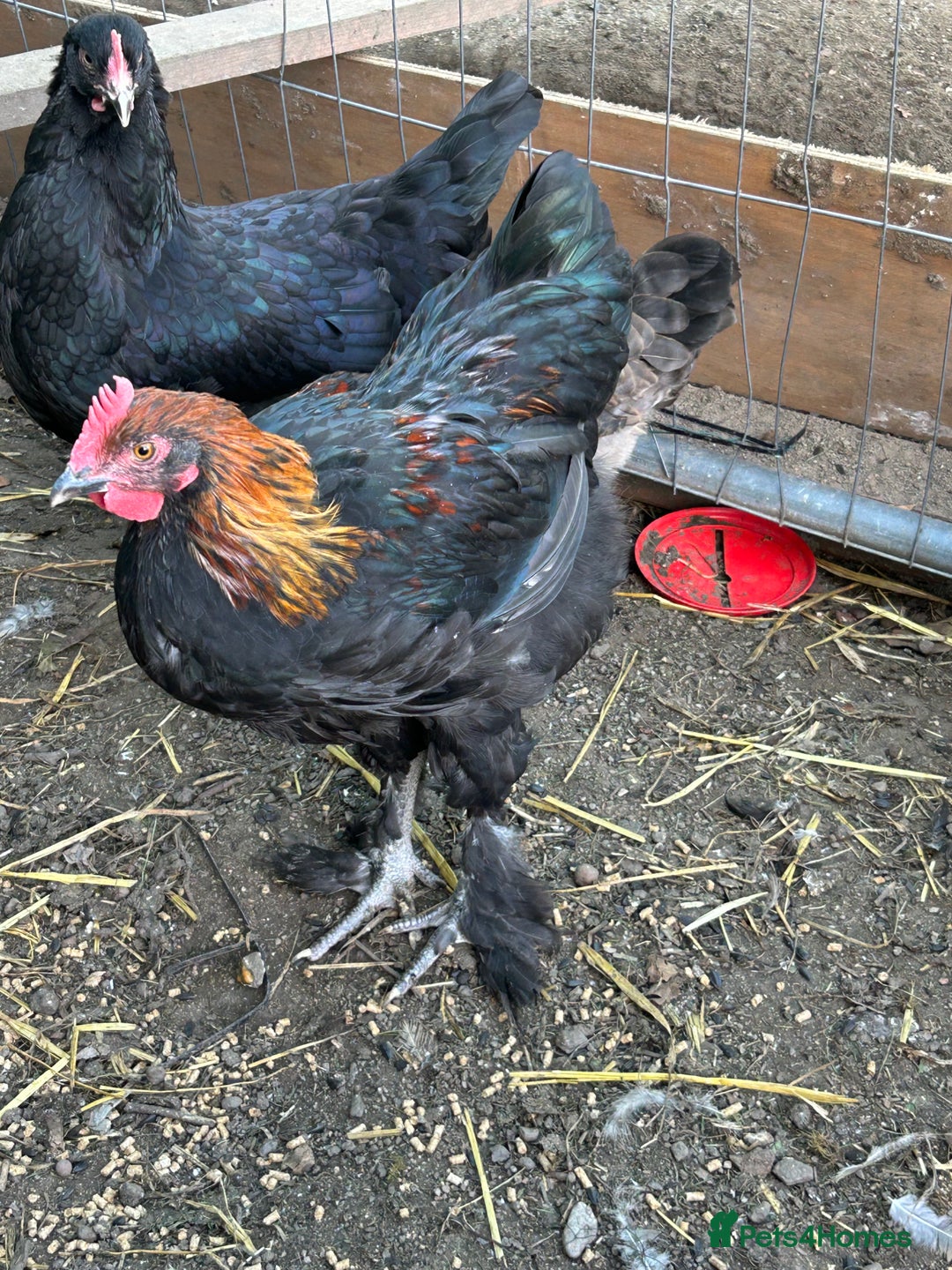 Chickens poultry for sale: French copper maran - Image 2