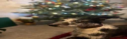 Lurcher dogs for sale: Indie & Murphy’s Love Story – The Next Chapter 🐾 - Advert 16