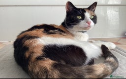 Mixed Breed cats for sale: Looking for forever Home - Image 2