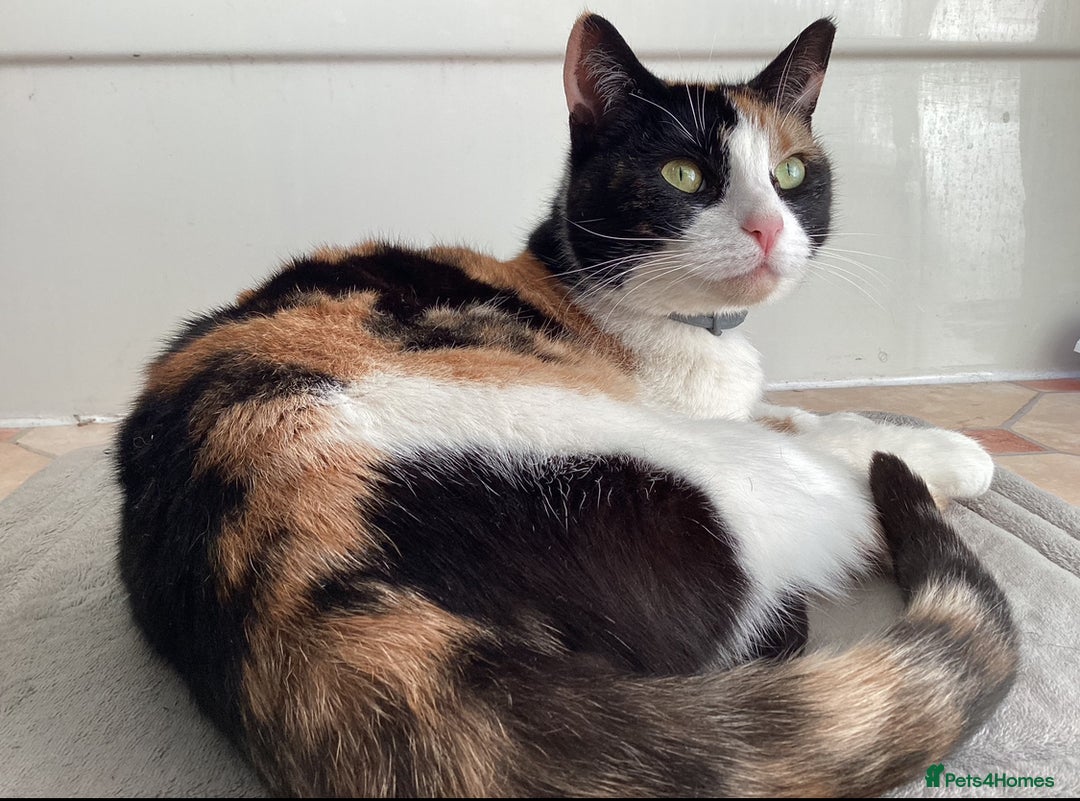 Mixed Breed cats for sale: Looking for forever Home - Image 2