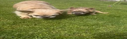 French Bulldog dogs for sale: 2 gorgeous French bulldog puppies *REDUCED* - Advert 6