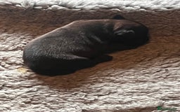 Staffordshire Bull Terrier dogs for sale: READY NOW KC STAFFORDSHIRE BULL TERRIER - Image 12