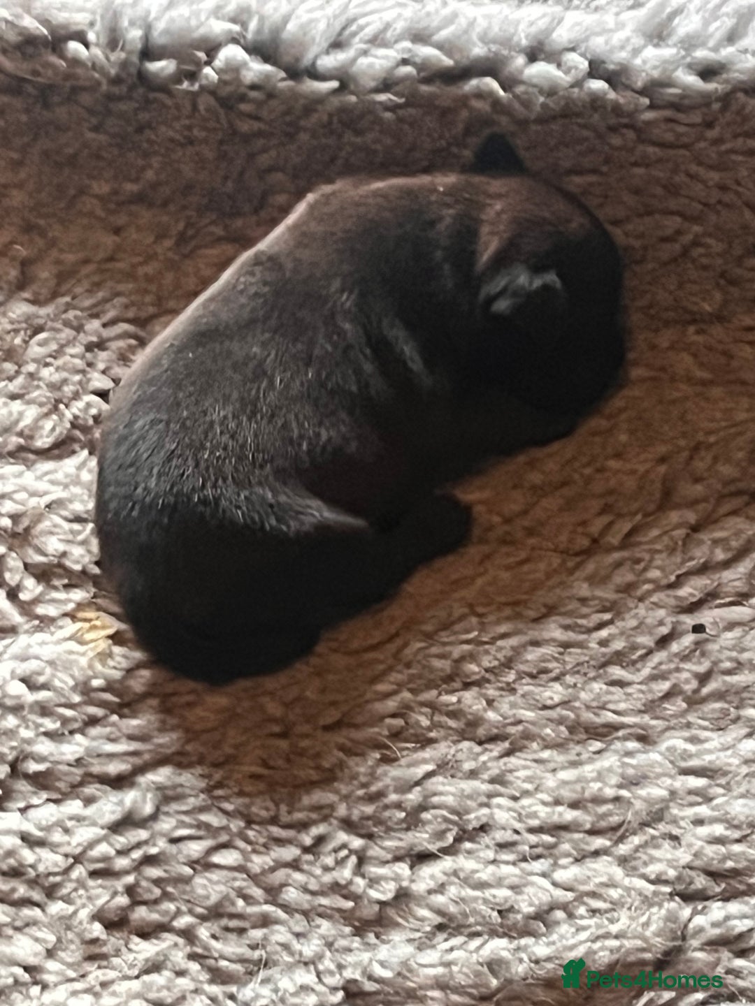 Staffordshire Bull Terrier dogs for sale: READY NOW KC STAFFORDSHIRE BULL TERRIER - Image 12
