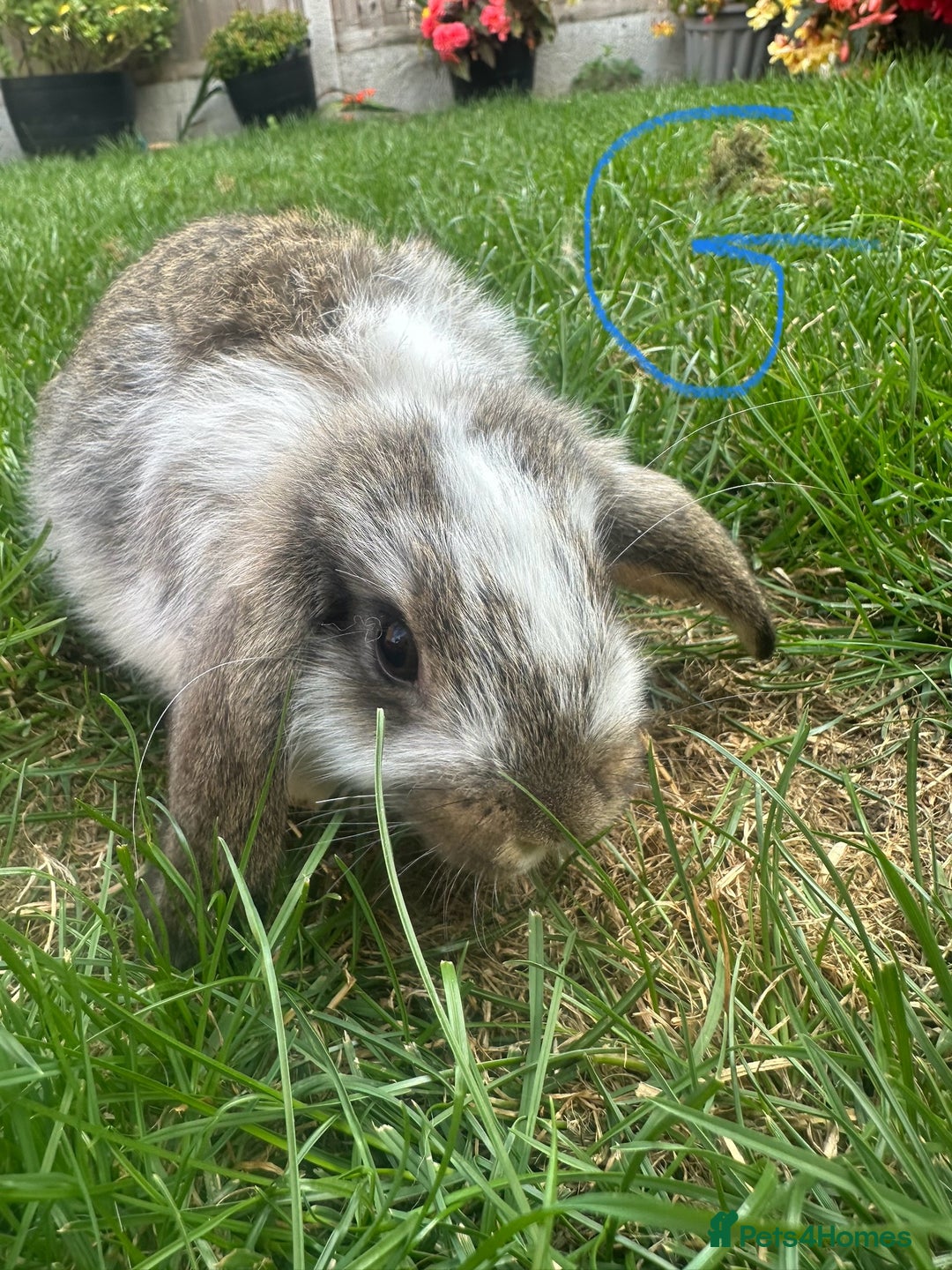 Mini Lop rabbits for sale: Mini Lop Rabbits For Sale  - Image 19