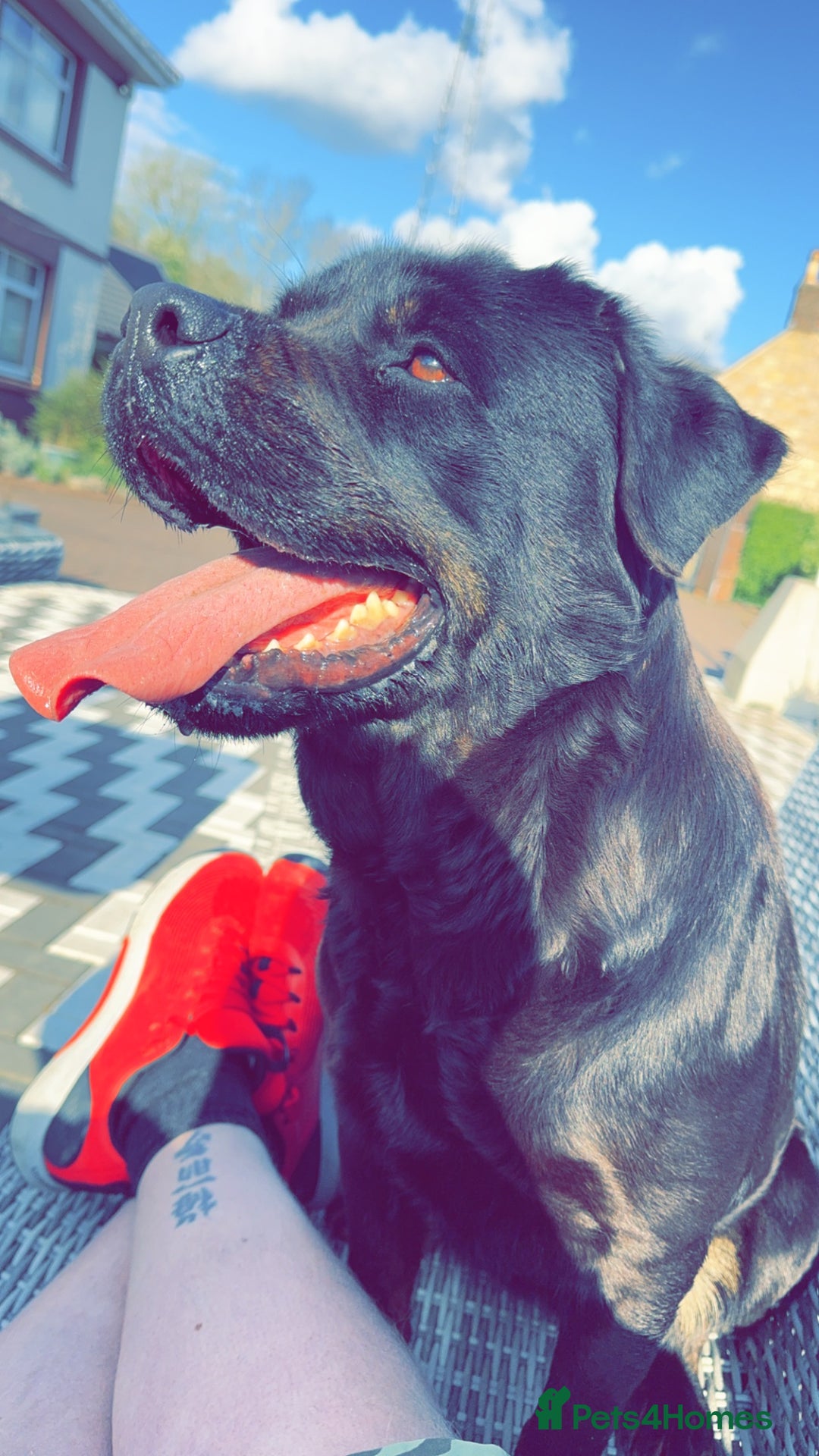 Rottweiler dogs for sale: Sasha.  - Image 2