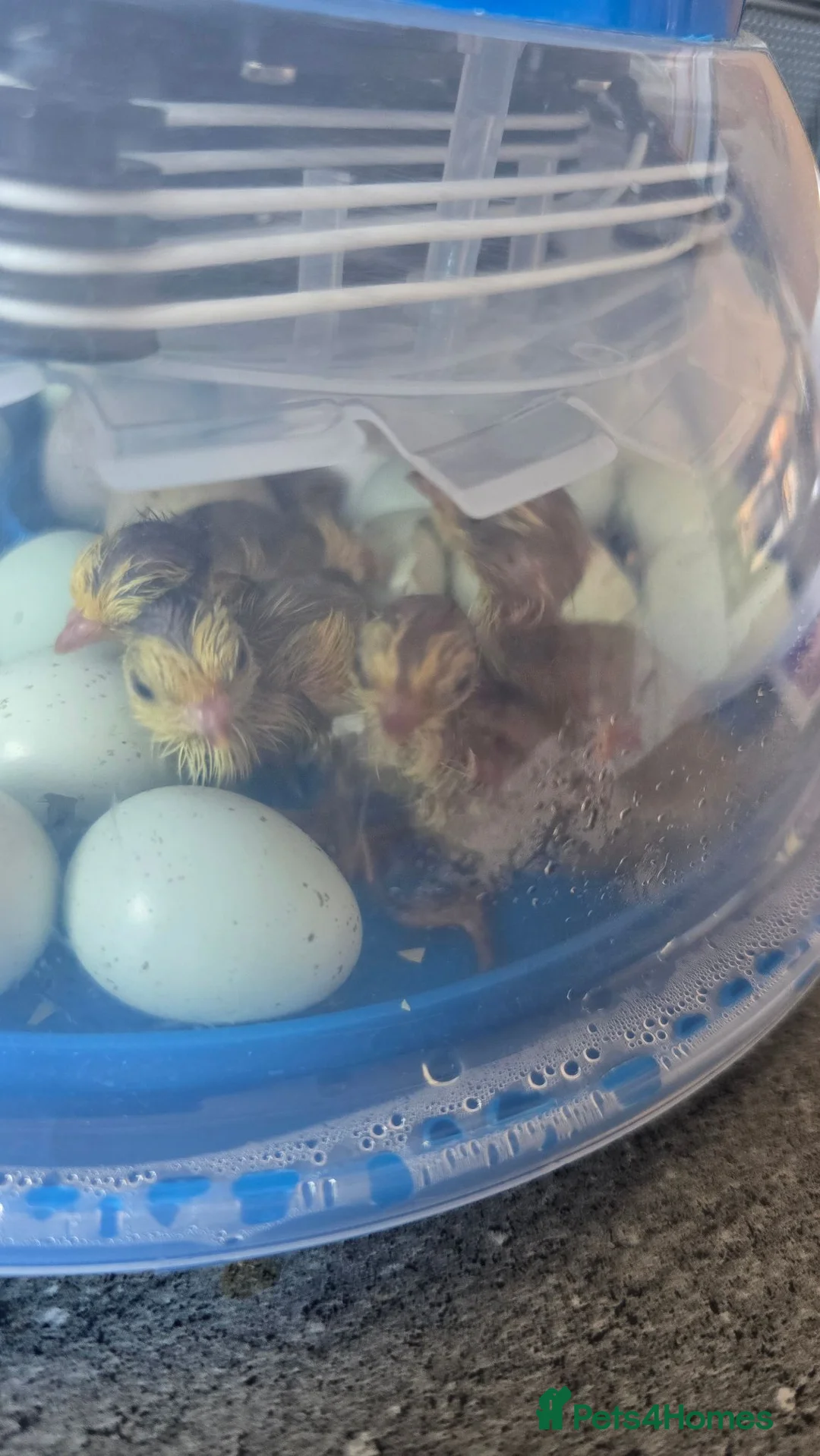 Quail poultry for sale: Hatching Eggs - Advert 4