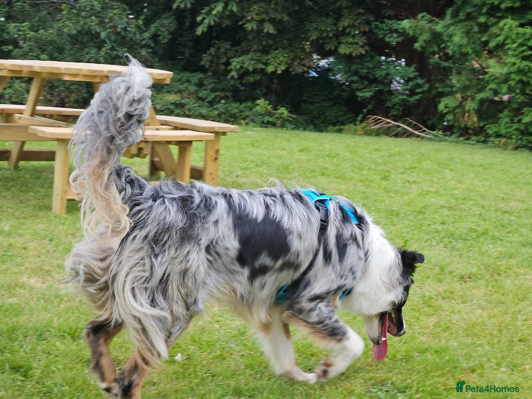 Border Collie dogs for stud: TRI BLUE MERLE BORDER COLLIE PROVEN STUD  - Image 7