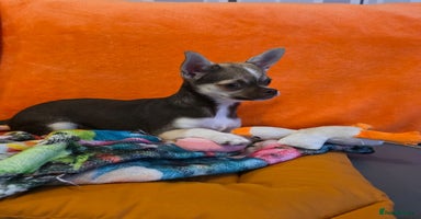 Chihuahua dogs in Basildon - Advert 12