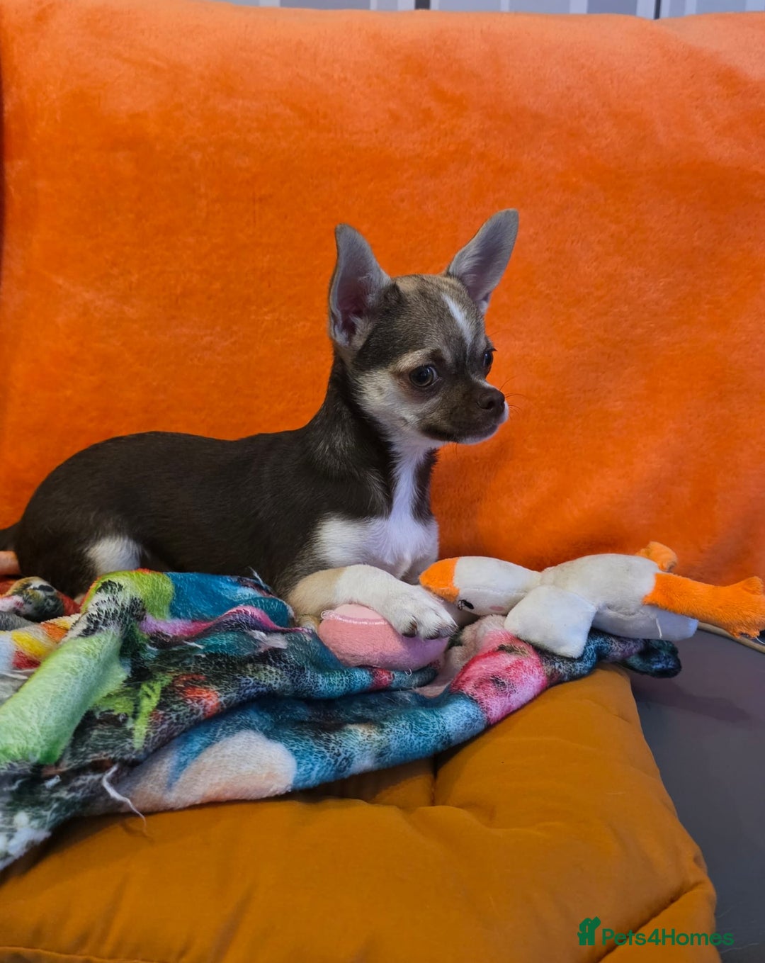 Chihuahua dogs for sale: Looking For Loving Family 🔥❤️ in Basildon - Image 5