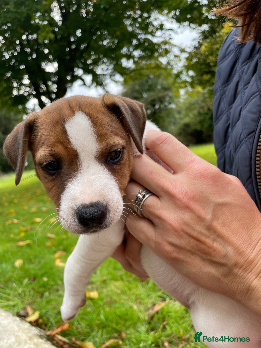 Parson Russell dogs for sale: KC Parsons Russell Puppies - Image 2