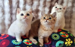 British Shorthair cats for sale: GOLDEN & SILVER BRITISH SHORTHAIR KITTENS TICA - Image 11