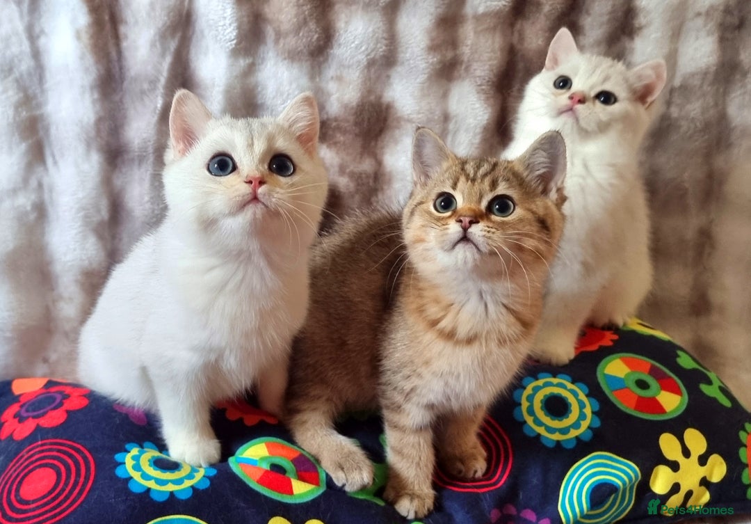 British Shorthair cats for sale: GOLDEN & SILVER BRITISH SHORTHAIR KITTENS TICA - Image 11