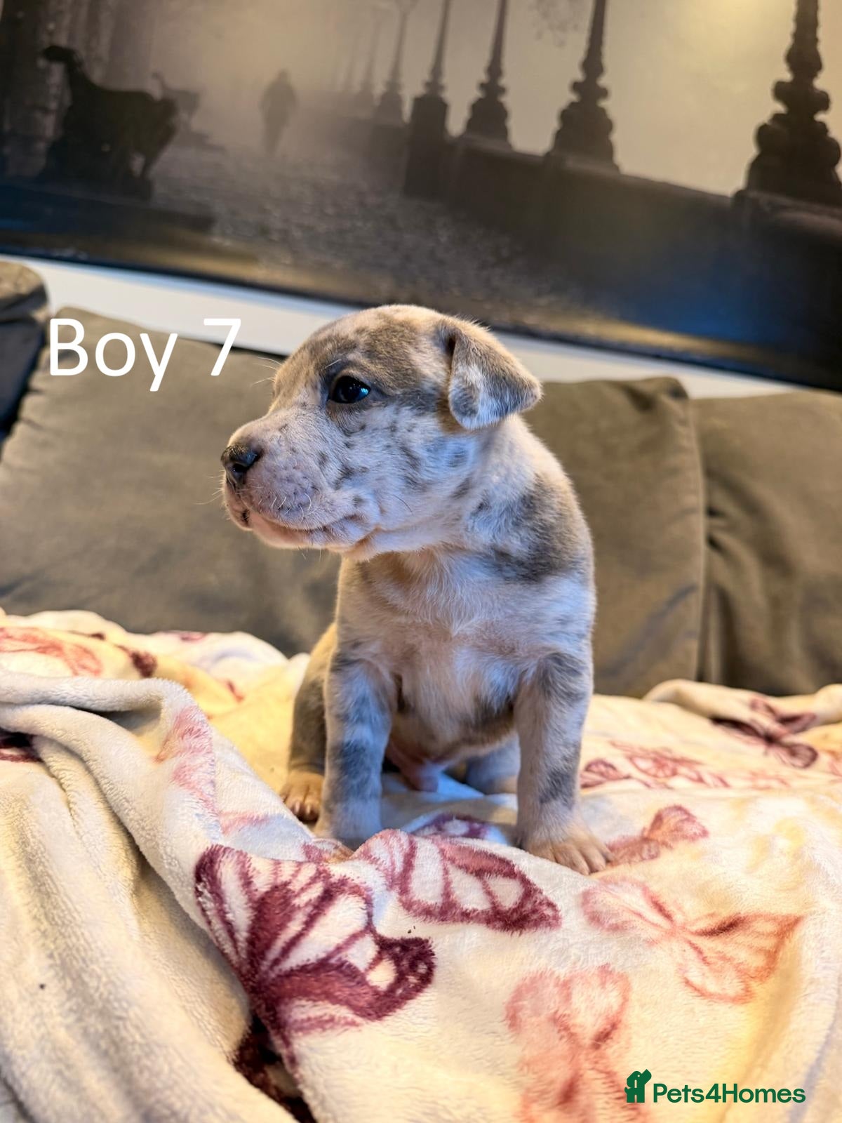 Staffordshire Bull Terrier dogs Staffy Puppies  - Advert 8