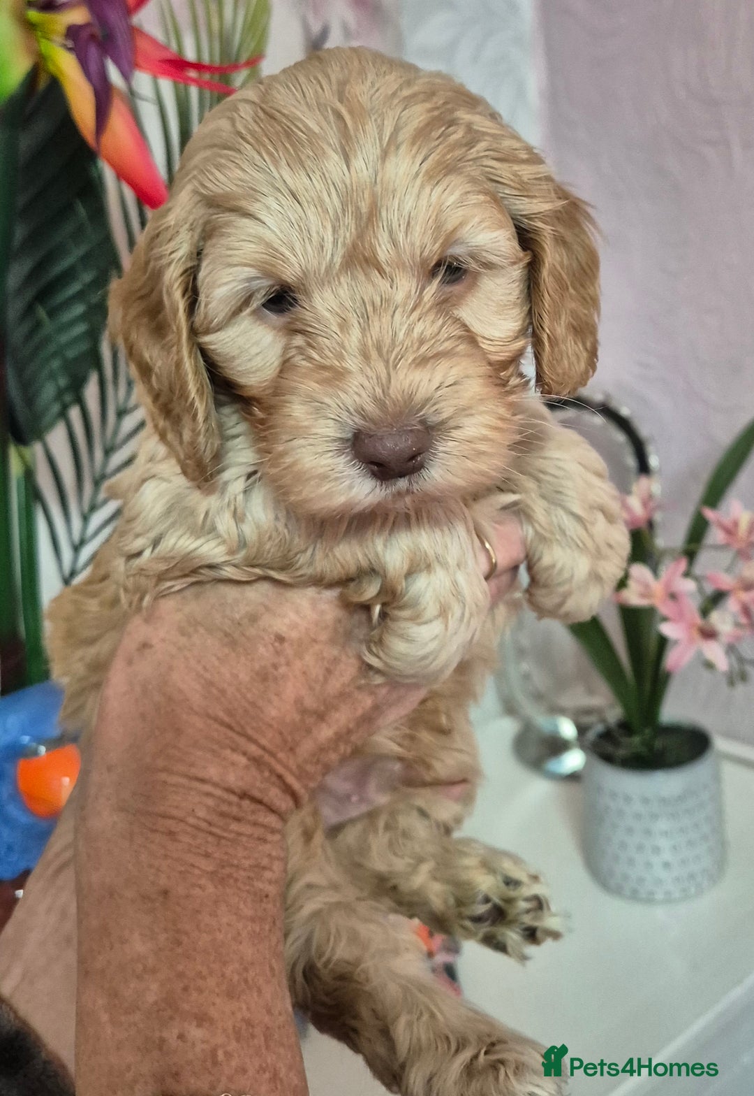 Cockapoo dogs for sale: F1b mini cockapoos  - Advert 4