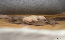 Burmese cats for sale: GCCF-registered, home-raised, Burmese kittens - Image 10