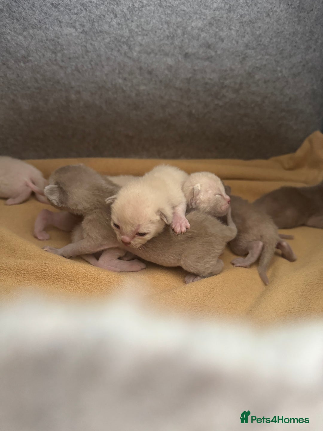 Burmese cats for sale: GCCF-registered, home-raised, Burmese kittens - Image 10
