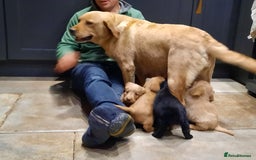 Labradoodle dogs for sale: Gorgeous Miniature Labradoodles - Advert 1