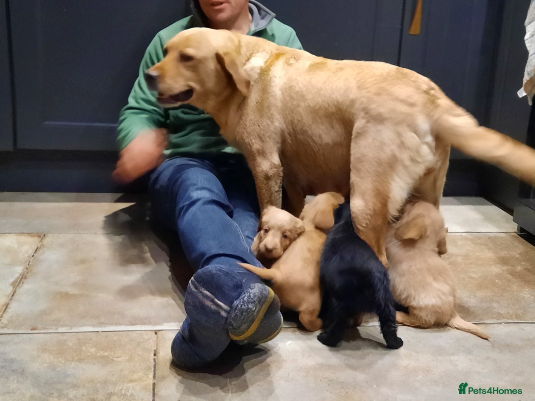 Labradoodle dogs for sale: Gorgeous Miniature Labradoodles - Advert 1