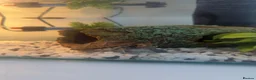 Turtle reptiles for sale: 2 musk turtles in Dudley - Advert 4