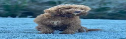 Cockapoo dogs for sale: 🐾 Cockapoo Puppies Due 8th November! ❤️ 🐾 in Ruardean - Advert 5