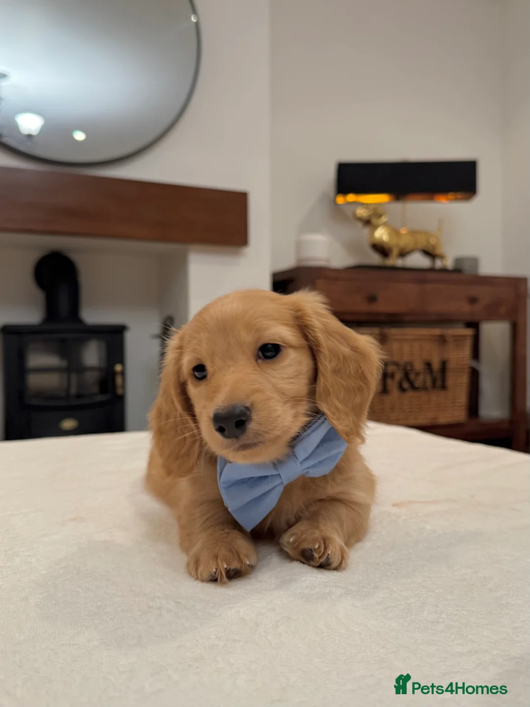 Miniature Dachshund dogs for sale: Miniature Dachshund puppies kc registered  - Advert 3