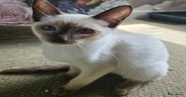 Siamese cats in Bradford - Advert 1