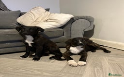 Mixed Breed dogs for sale: Staff cross puppies  - Image 6
