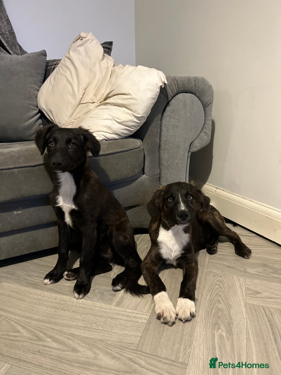 Mixed Breed dogs for sale: Staff cross puppies  - Image 6