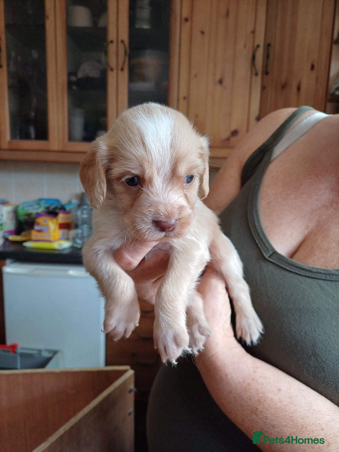Sprocker dogs for sale: Two Beautiful Sprocker puppies - Image 2