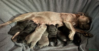 Staffordshire Bull Terrier dogs - Advert 15