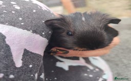 Guinea Pig rodents for sale: Baby boy pigs - Image 6