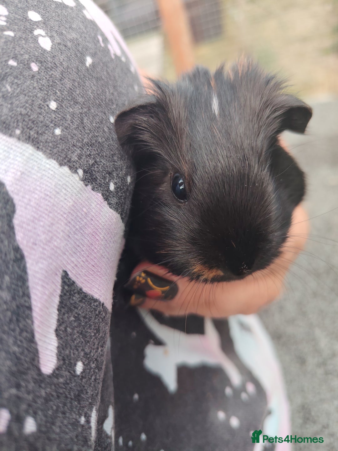 Guinea Pig rodents for sale: Baby boy pigs - Image 6