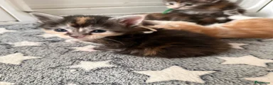 FEMALE !! Blue Tortie Tabby with White / Blue Patched Tabby and White Maine coon kitten  2 