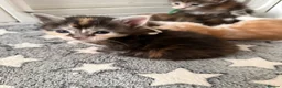 Maine Coon cats for sale: XL Red & White &  black smoke Maine Coon kittens  - Advert 18