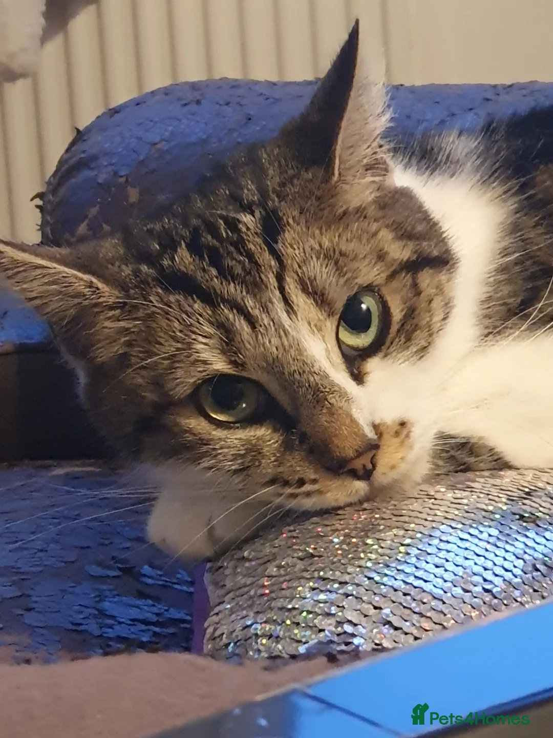 British Shorthair cats for sale: British shorthair cat in Birmingham - Advert 2