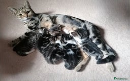 Mixed Breed cats for sale: Mixed litter very well handled Tabby kittens  - Image 2