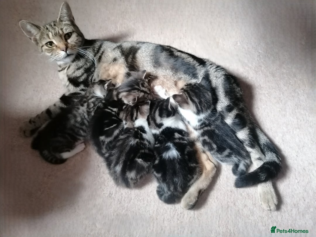 Mixed Breed cats for sale: Mixed litter very well handled Tabby kittens  - Image 2