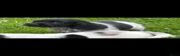 Cocker Spaniel dogs for sale: Cocker spaniel puppies in Llanelli - Advert 12