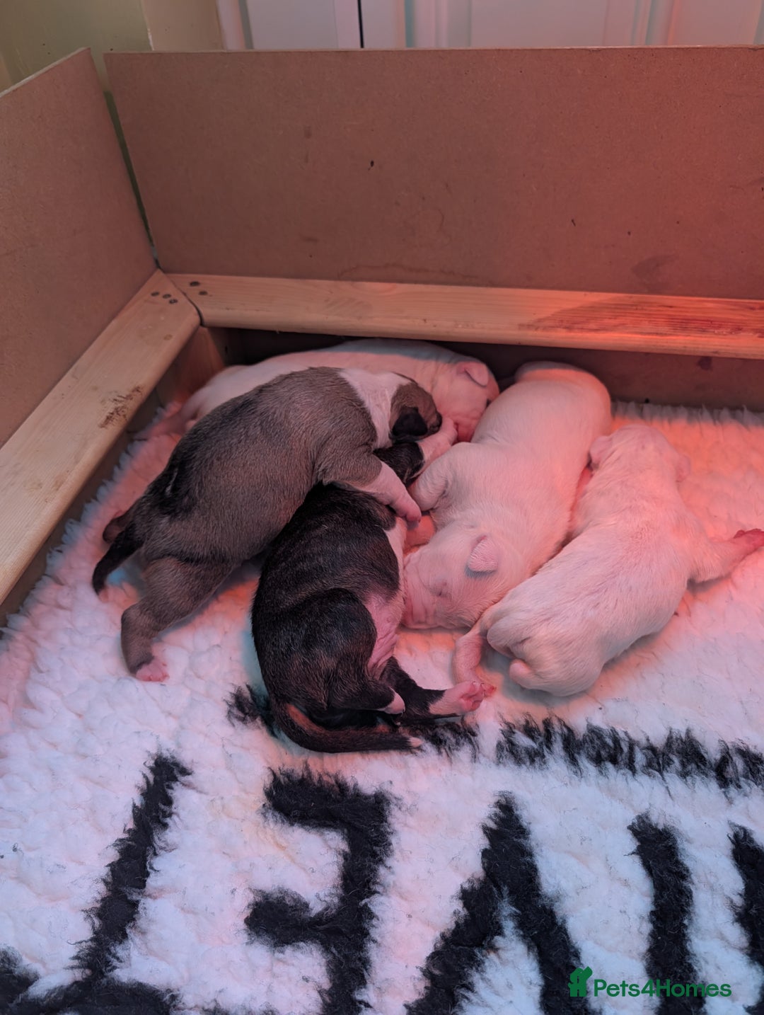 English Bull Terrier dogs for sale: English bull terrier pups - Advert 6