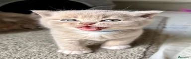 British Shorthair 1