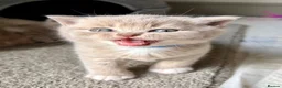 British Shorthair cats for sale: Stunning British shorthair kitten  - Advert 6
