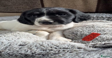 English Springer Spaniel dogs Quality ESS KC Reg Health Tested Parents 5⭐️ - Advert 2