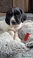 English Springer Spaniel dogs Quality ESS KC Reg Health Tested Parents 5⭐️ - Advert 6