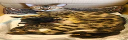 Mixed Breed cats for sale: Half Bengal kittens - Advert 1