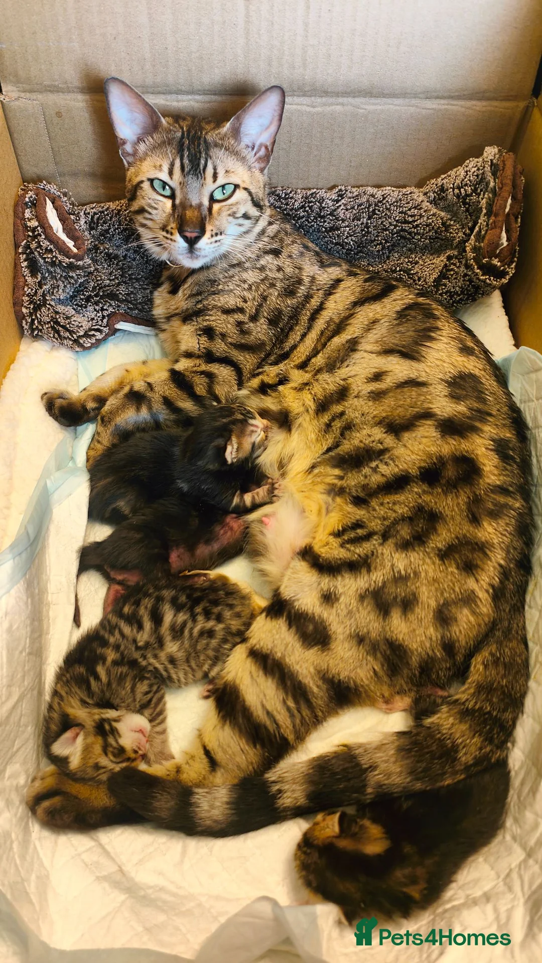 Mixed Breed cats for sale: Half Bengal kittens - Advert 1