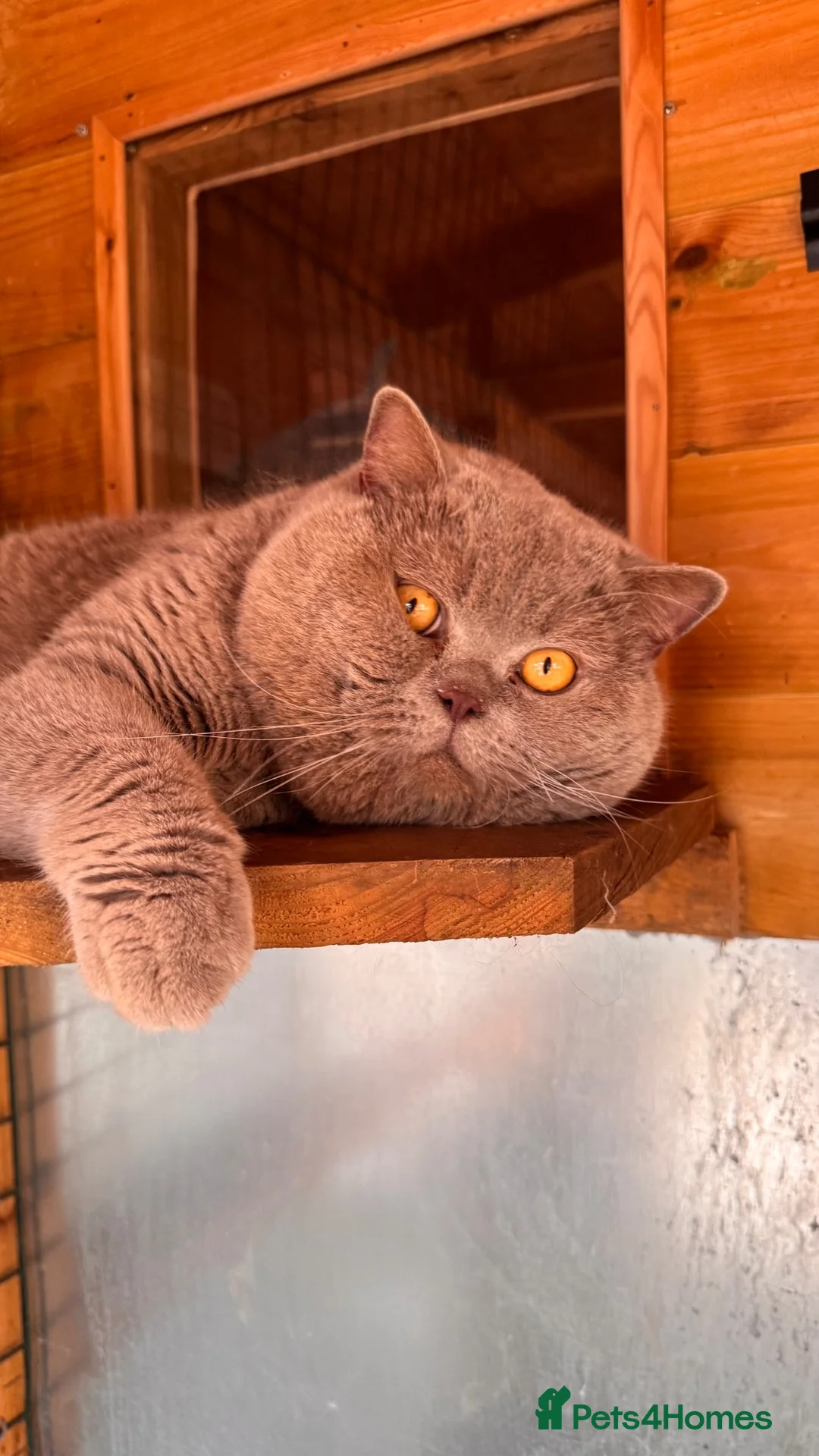 British Shorthair cats for stud: Chunky Lilac British Shorthair Stud  - Advert 4