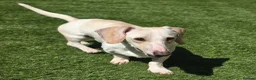 Miniature Dachshund dogs for sale: KC Cream Piebald  - Advert 2