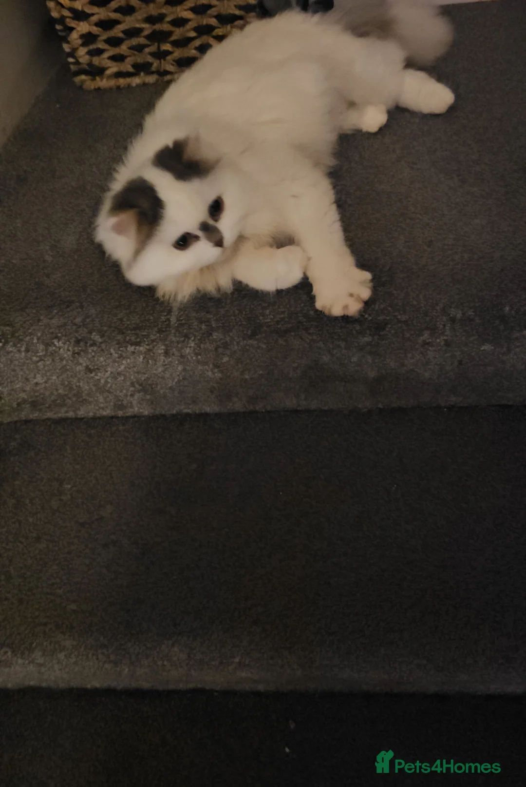 Scottish Fold cats for sale: The Beautiful Scotch Fold - Advert 4