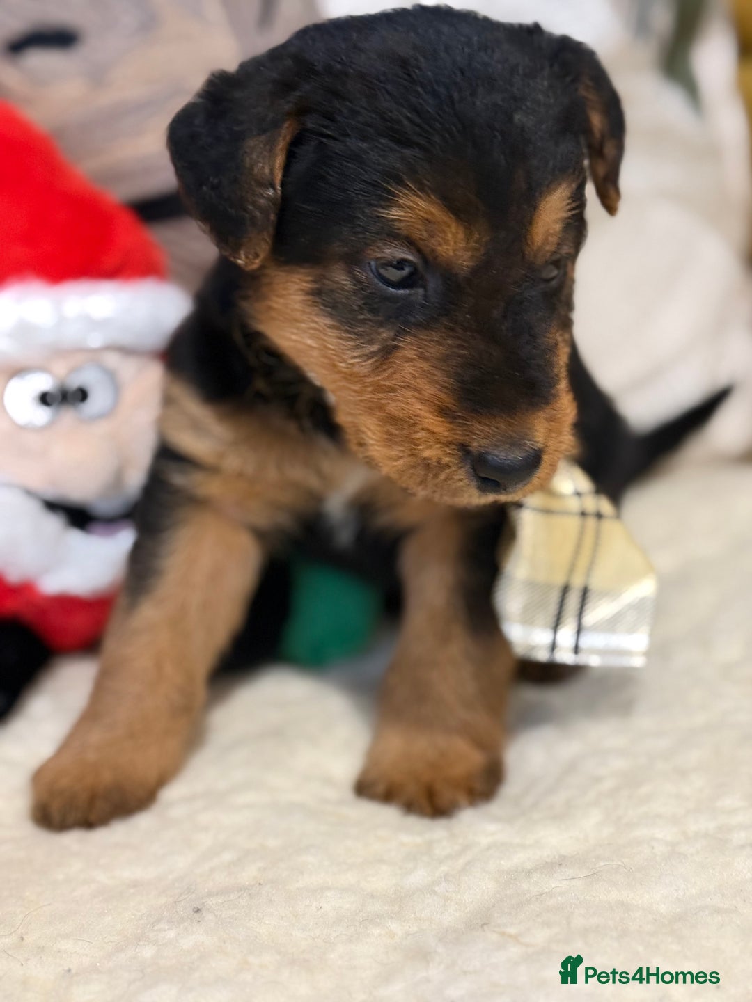 Mixed Breed dogs for sale: Airedale puppies  - Advert 7